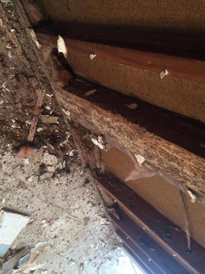 Barfield Pest Control pest treatment photo 31